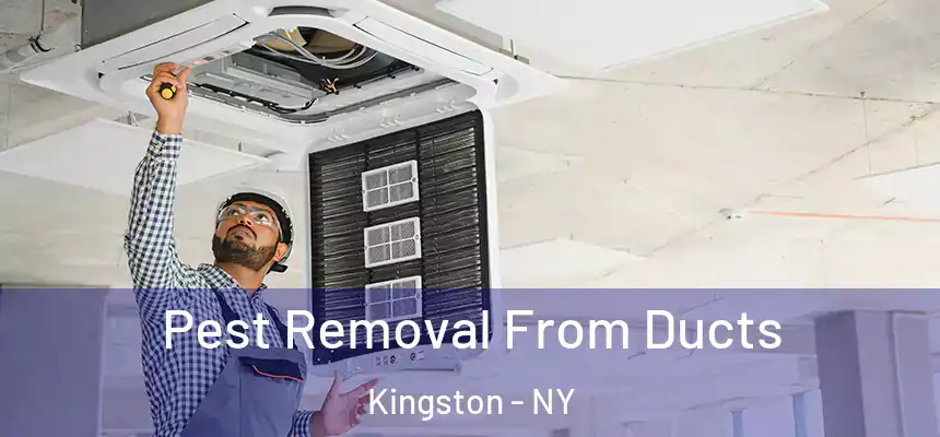 Pest Removal From Ducts Kingston - NY
