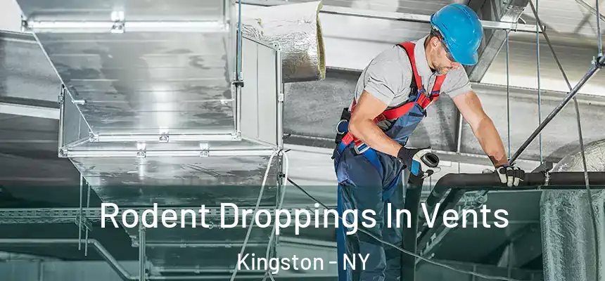  Rodent Droppings In Vents Kingston - NY